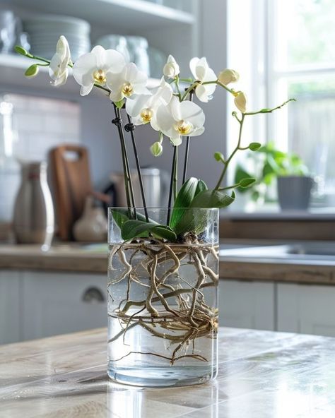 Most folks do this wrong. The right way to grow orchids in water successfully Indoor Orchid Care, Water Plants Indoor, Plants Grown In Water, Grow Orchids, Repotting Orchids, Orchids In Water, Indoor Orchids, Orchid Plant Care, Orchid Flower Arrangements