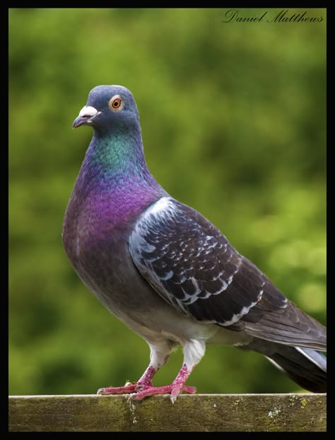 Pigeon Pigeon Bathroom, Pigeon Reference, Pigeon Pet, Pigeon Photography, Pigeon Color, Pigeon Feather, Farrow And Ball Pigeon, Pigeon Photo, Pigeon White