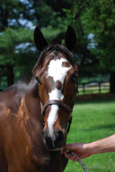 Mama, Mid-atlantic Horse Rescue, 2009 OTTB mare. Unique Horse Face Markings, Horse Facial Markings, Unique Horse Markings, Seal Brown Horse, Horse Face Markings, Face Markings, Facial Markings, Horse Markings, Amazing Horses