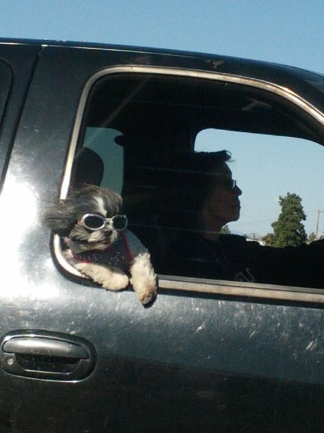 Animals In Sunglasses, Dog Driving Car, Animals Driving, Dog Driving, Dog With Sunglasses, Driving Car, Ghost Dog, Funny Animal Photos, Funny Dog Pictures