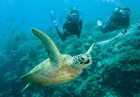 Between November and March is the best time to see Heron Island's turtles. Turtles Photography, Sea Turtle Painting, Turtle Day, Loggerhead Sea Turtle, Creature Marine, Turtle Swimming, African Cichlids, Turtle Bay, Green Sea Turtle