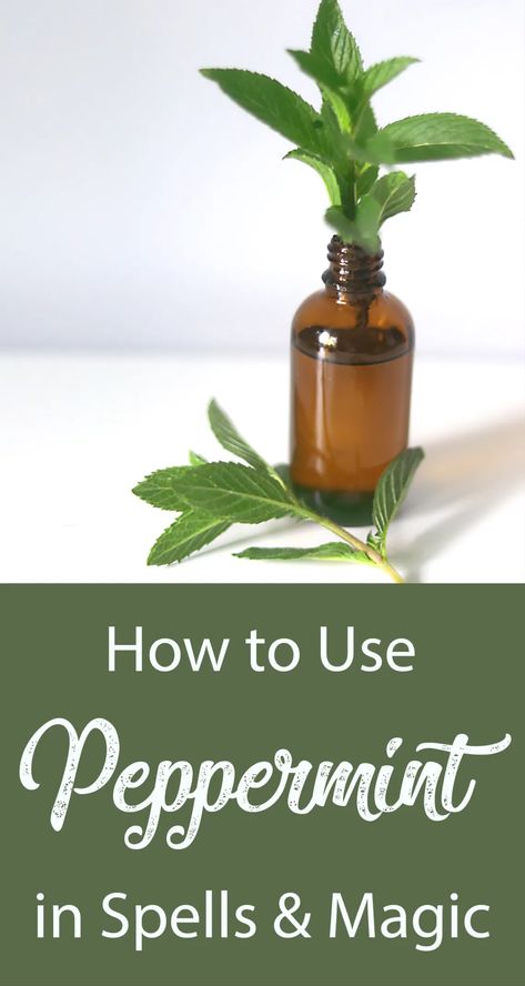 10 Magical Uses for Peppermint - Moody Moons Peppermint Oil Witchcraft, Peppermint In Witchcraft, Pepermint Oil, Peppermint Spray, Reading Tea Leaves, Herbal Magic For Wiccans, Spell Books, Mint Oil, Tea Reading