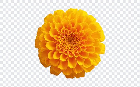 Marigold Flower PNG Marigold Vector, Flower Bouquet Png, Orange Png, Calendula Flower, Marigold Yellow, Sunflower Png, Daffodil Flower, Sunflower Bouquets, Marigold Flower