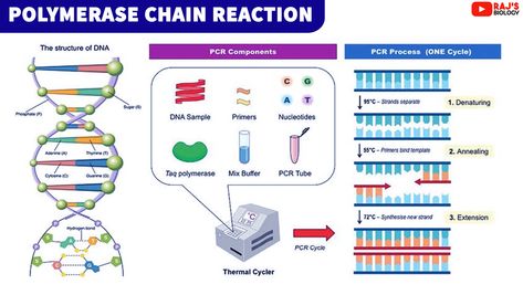 Pcr Technique, Recombinant Dna Technology, Technology Notes, Sanger Sequencing, Time Template, Dna Cloning, Polymerase Chain Reaction, Recombinant Dna, Dna Polymerase