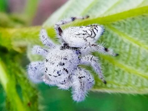 White Jumping Spider, Regal Jumping Spider, Bug Photography, Cute Spiders, Millipedes, Ugly Animals, Jumping Spiders, Cool Bugs, Jumping Spider