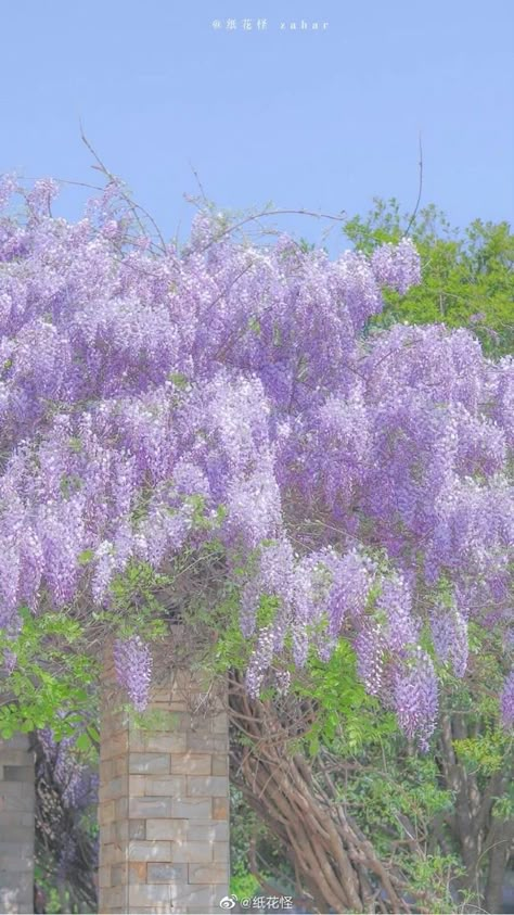 Purple Aesthetics, Aesthetic Types, Aesthetic Fairy, Dreamy Artwork, Lavender Aesthetic, Elf Clothes, Purple Aesthetic, Nature Aesthetic, Wisteria