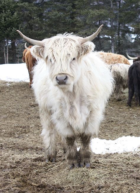 Highland Cattle - silver dun colour (grey nose) Mini Highland Cow, Suffolk Sheep, Highland Cow Painting, Scottish Cow, Highland Cow Art, Country Cow, Cow Print Wallpaper, Longhorn Cow