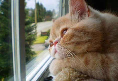 30 Melancholic Cats Waiting For Their Humans To Return | Bored Panda Looking Out The Window, Random Facts, Here Kitty Kitty, Orange Cat, Kitty Kitty, Crazy Cat, Kitty Cats, Crazy Cat Lady, Cats Kittens