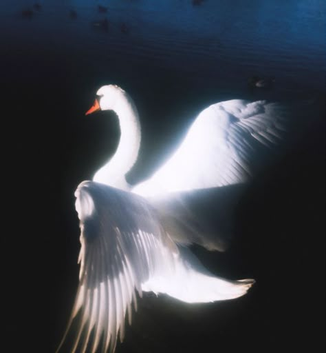 Art Amour, Swan Song, White Swan, I'm With The Band, Swan Lake, Black Swan, Aphrodite, Art Reference Photos, Wallpaper Aesthetic