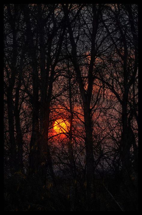 Spooky Sunset, Background Book, Dream Location, Book Mood, Fall Mood, Book Sculpture, Ancient Tree, Beautiful Moon, Harvest Moon