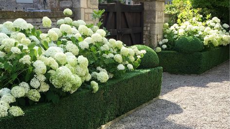 Supporting Hydrangea ‘Annabelle’ with Box Hedging - James Todman Hydrangea Annabelle, Hedges Landscaping, Annabelle Hydrangea, Hydrangea Landscaping, Box Hedging, Boxwood Garden, Colonial Exterior, Gardens Design, Planting Hydrangeas