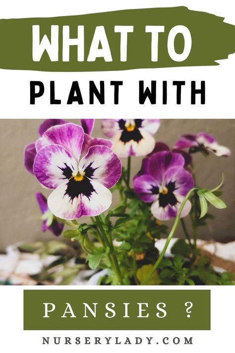 Potted Pansies Planters, Pansies Landscape Front Yards, Planters With Pansies, Pansy Companion Plants, Pansy Pots Ideas, Pansies In Flower Beds Front Yards, Pansy Garden Ideas, Pansy Pots Planters, Pansy Container Ideas