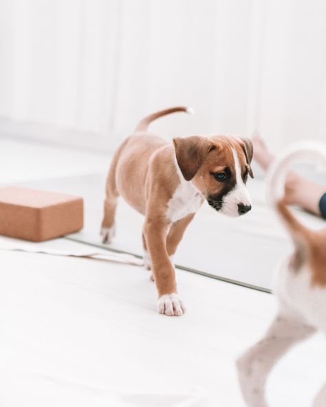 🐶 PUPPY YOGA SOLD OUT!!! 🐶 Our charity Puppy Yoga event next month with @awlqld is now fully booked out! If you missed out on a spot don't worry — we'll be running a another event very soon so everyone can get their puppy fix! #puppyyoga Puppy Yoga Aesthetic, Puppy Yoga, Yoga Event, Yoga Aesthetic, Fully Booked, Yoga Studio, Yoga Mat, Don't Worry, Stretching