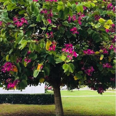 10 Hong Kong Orchid Tree Seeds Bauhinia Purpurea Butterfly - Etsy Orchid Tree, Lavender Petals, Canopy Architecture, Backyard Canopy, Butterfly Tree, Rare Orchids, Garden Canopy, Growing Orchids, Diy Canopy