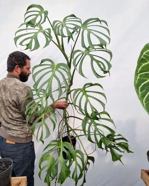 Urban Jungle Bloggers™ on Instagram: “#MonsteraMonday the Monstera Burle Marx Flame edition... what a stunning giant! 🤩💚🌿 📷 by @drigodido #monsteraburlemarxflame…” Interior Design Plants, Shade Tolerant Plants, Burle Marx, Orchid Bark, Yellow Plants, Home Green, Balcony Plants, Plant Decor Indoor, Terrarium Plants