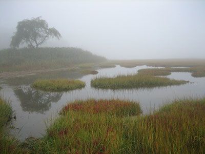 mystery wetlands Wetland Aesthetic, Bog Bodies, Interesting Landscapes, Coastal Wetlands, Herne The Hunter, Bog Body, Crane Estate, Environment Photography, The Woman In Black