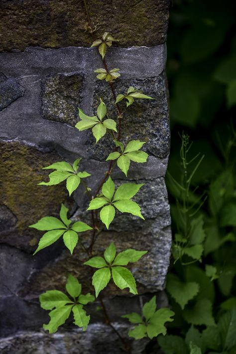 Virginia Creeper Tattoo, Drawtober 2023, Woodsy Aesthetic, Vines Photography, Virginia Creeper Vine, Botanical Sleeve, Tree Vines, Botanical Photos, Vine Photography