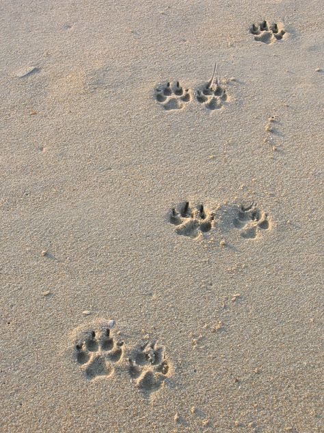 Beach With Dog Pictures, Dog On Beach Aesthetic, Dogs Vision Board, Neutral Dog Aesthetic, Beach Dog Aesthetic, Dog Vision Board, Dog Beach Pictures, Dog Pictures Aesthetic, Dog In Beach