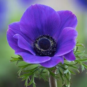 Anemone Coronaria, Flower Garden Plans, Sarah Raven, Anemone Flower, Bulb Flowers, Garden Soil, Big Flowers, Summer Flowers, Cut Flowers