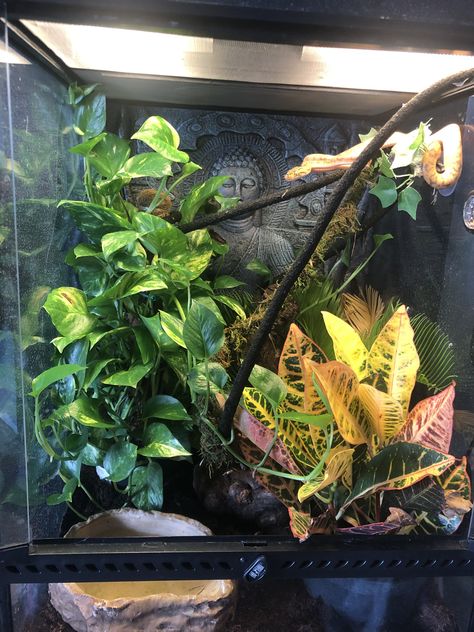 Boa Enclosure, Reptiles, Plants