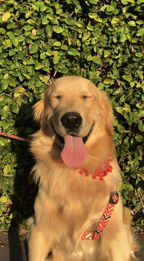 Golden Retriever Wallpaper Aesthetic, Cute Golden Retriever Aesthetic, Golden Dog Aesthetic, Golden Retriever Aesthetic, Golden Retriever Wallpaper, Female Golden Retriever, Sweet Aesthetic, Golden Puppies, Super Cute Puppies