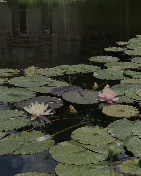 “Just like the lotus we too have the ability to rise from the mud, bloom out of the darkness and radiate into the world.” #lotus #flowers #ａｅｓｔｈｅｔｉｃ #peaceful Lotus Flower Aesthetic, Aesthetic Lotus, Lotus Field, Lotus Aesthetic, Aesthetic Peaceful, Dark Lotus, Flower Aesthetics, Out Of The Darkness, Flowers Aesthetic