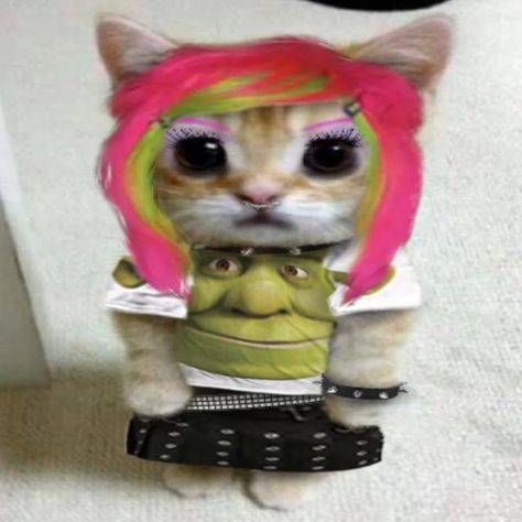 6arelyhuman Pfp, 6arelyhuman Icon, Emo Cat, Scene Icons, Scene Queen, Best Music Artists, Scene Queens, Rawr Xd, Pretty Music