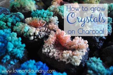 How to Grow Crystals on Charcoal, What a fun science project for kids! ok and parents too :) How To Grow Crystals Diy, Crystal Growing Science Fair Project, Science Fair Crystal Project, Growing Crystals Science Project, Diy Crystal Growing, Camping Crafts For Kids, Growing Crystals, Backyard Activities, Camping Theme Party