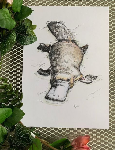 Drawn on high quality a4 Bristol paper, this picture of a platypus is one of a kind. With fineliner detail it has coloured pencil to add some slight colour hues. This is the original piece, no prints have been made.  Any questions or request please feel free to message me. Platypus Sketch, Platypus Painting, Platypus Tattoo, Platypus Drawing, Platypus Art, Kunstjournal Inspiration, Cow Drawing, Animal Caricature, Art Pen