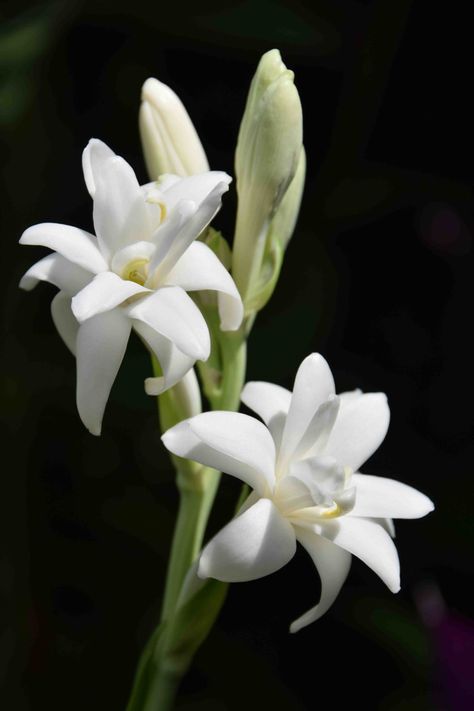 Polianthes tuberosa or tuberose flower #tattooideas #flowers #tuberose Polianthes Tuberosa, Tuberose Flower, Animal Spirit Guides, Tropical Scent, Hardy Plants, Single Flower, Different Flowers, Pretty Wedding, Tropical Paradise