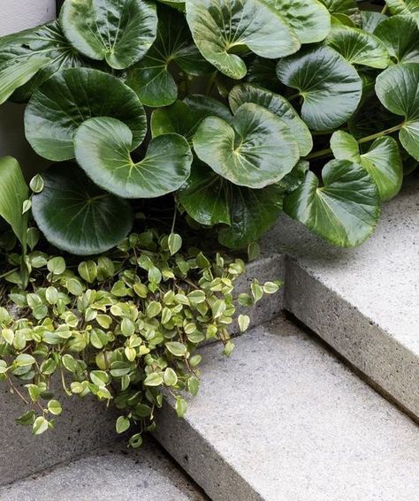 Exotic Nurseries on Instagram: "The importance of foliage softening the harder surfaces Plants: • Ligularia dentata reniformis • Aptinia cordifolia variegata Plant Supply | @exotic_nurseries Garden Design | @gardensociety" Foliage Plants Outdoors, Ligularia Reniformis, Ligularia Dentata, Concrete Courtyard, Modern Planting, Leopard Plant, Architectural Plants, Tropical Garden Design, Front Garden Design