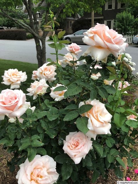 'Medallion’ hybrid tea rose. Purch k&m spring 2019 Flowers Varieties, Hybrid Tea Roses Garden, Creative Garden Decor, Rose Garden Design, Hybrid Tea Rose, Pinterest Garden, Rose Medallion, Backyard Flowers, Rose Photo