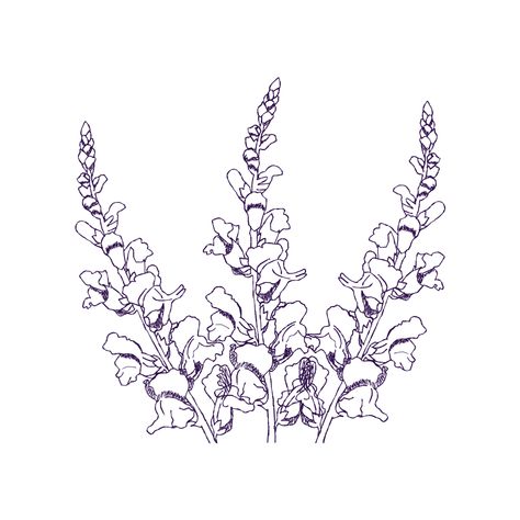 Snap Dragon Flowers Drawing, Snapdragon Sketch, Snapdragon Drawing Simple, Snapdragon Drawing, Snapdragon Flowers Tattoo, Snap Dragon Tattoo, Snapdragon Tattoo, Dragon Tattoo Outline, Purple Drawing