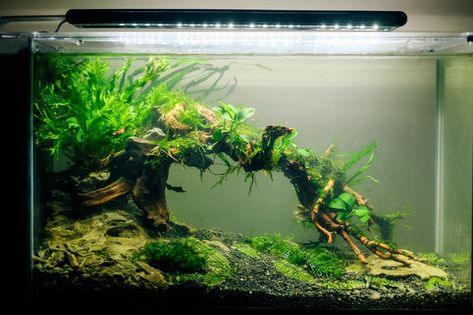 Low tech aquascape -- forum thread http://www.aquariumlife.com.au/showthread.php/51912-Ryan-s-low-tech-nano-tank-19L-Fluval-spec Aquascape Aquarium Ideas, Amazing Aquariums, Fish Tank Terrarium, Aquascape Design, Betta Aquarium, Fish Tank Design, Tropical Fish Tanks, Aquarium Terrarium, Fresh Water Fish Tank