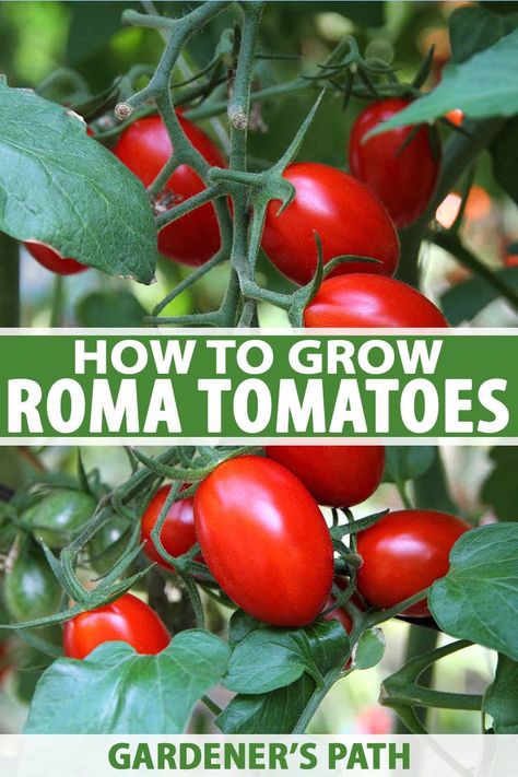 Beloved for their thick, meaty flesh and bold taste, Roma tomatoes are ideal for authentic sauces, pastes, purees, and dripless bruschetta. Vigorous plants with a high yield, they’re easy to grow in containers or the garden. Learn how to grow Roma tomatoes now on Gardener's Path. #tomatoes #growyourown #gardenerspath Growing Roma Tomatoes, Tomato Planting, Growing Vegetables At Home, Tomatoes Growing, Gardening Tomatoes, Tomato Gardening, Growing Tomato, Vegetables In Pots, Tomatoes In Containers