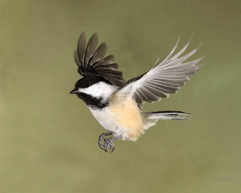 Chickadee Flying, Birds Reference, Bird Shapes, Chickadee Art, College Project, Sculpture Art Projects, Chickadee Bird, Black Capped Chickadee, Bird Carving