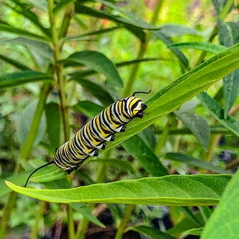 The Monarch butterflies found us!🦋 Our perennial tables were a perfect spot for another generation of Monarchs to metamorphosis from caterpillars to cocoons and then to regal butterflies. We know more eggs have been laid for the next generation and we’ll let you know the moment the king of butterflies – the Monarch caterpillars appear so you can see the magic unfold. Butterfly From Cocoon, Moth Coming Out Of Cocoon, Cocoon To Butterfly, Monarch Butterfly Cocoon, Butterfly Emerging From Cocoon, Monarch Butterfly Caccoon, Monarch Caterpillar, Monarch Butterfly, Garden Center