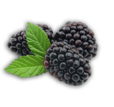 Naturipe Farms Berries - Strawberries - Blueberries - Raspberries ... High Fiber Low Carb, Fragrance Oil Burner, Natural Fragrance Oil, Oil Light, Black Raspberry, Healthy Meals For Kids, Natural Fragrances, Oil Diffuser, Superfoods