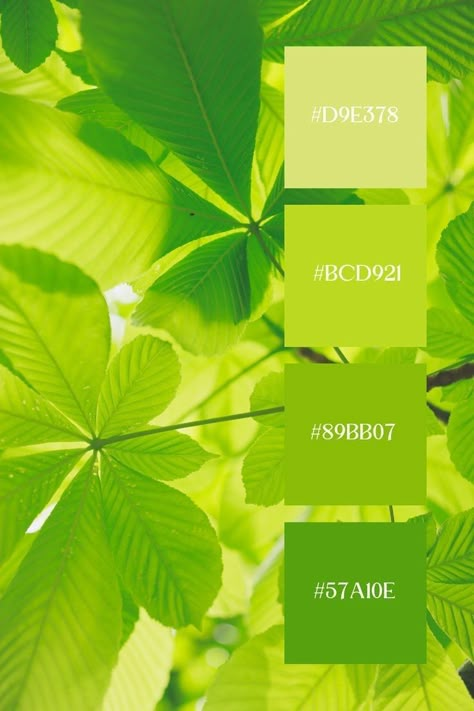 Green Summer Color Palette, Light Green Color Pallete, Soft Green Palette, Light Green Colour Palette, Light Green Color Combinations, Green Color Palette Combination, Light Green Palette, Green Pallet Color, Light Green Color Palette