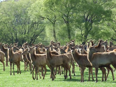 FARM DEERS | Yearling deer on Doug Maxwell's Alexandra deer farm. Photo by Diane ... Deer Farm, Farm Photo, Future House, Goats, Deer, Camel, Animals, Quick Saves