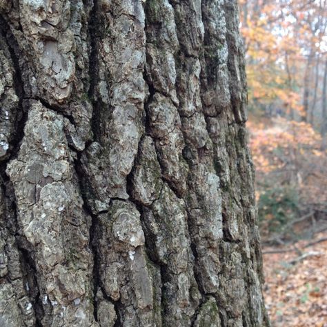 Tree House Playground, Northern Red Oak, Oak Tree Bark, Oak Tree Drawings, Sculpture Reference, Ceramic Trees, Red Oak Tree, Trees Top View, Palm Tree Photography