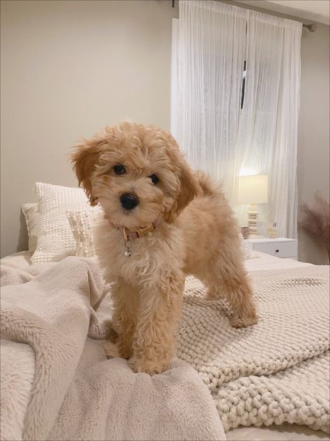 Cute Small Dogs, Puppy Mom, Dog Mommy, Very Cute Puppies, Maltipoo Puppy, Super Cute Puppies, Cute Animals Puppies, Very Cute Dogs, Really Cute Dogs