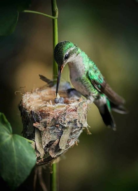 Hummingbird Artwork, Hummingbird Pictures, Baby Birds, Hummingbird Feeder, Animal Tracks, Bird Watcher, Cute Animals Images, Humming Bird Feeders, Beauty Shots