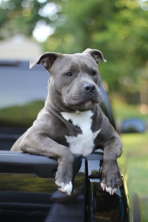 Pitbulls Dogs, Staffordshire Terrier Puppy, Pitbull Dog Puppy, Staffy Dog, Indoor Dog, Pitbull Puppies, Bully Breeds, American Pitbull Terrier, Pitbull Dog