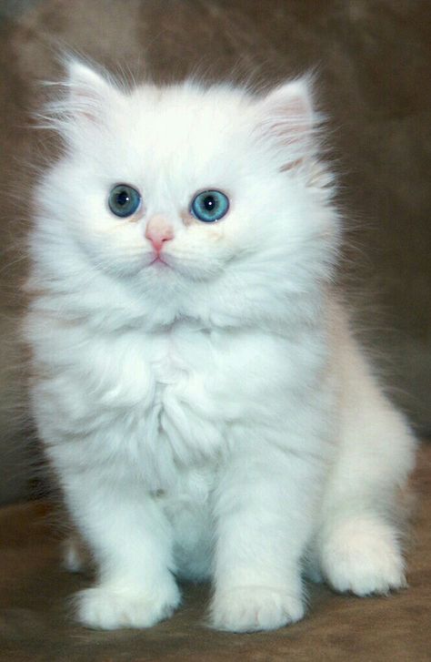 White Persian Kittens, Persian Kitten, Cats White, White Kitten, Persian Cats, Persian Kittens, Adorable Kittens, Cute Kitties, White Kittens