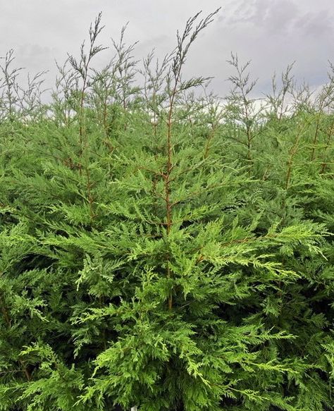 Excelsa Western Red Cedar - Trees | seattle.gov Thuja Plicata, Street Trees, Fir Trees, Hedge Trimmers, Cedar Trees, Fir Tree, Tree Shapes, Western Red Cedar, Red Cedar