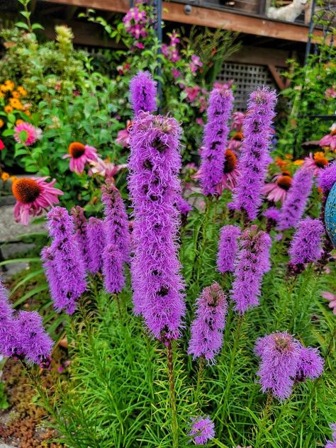 Blazing Star Liatris, Liatris Blazing Star, Dense Blazing Star, Liatris Flower Perennial Gardens, Day Lilies Landscaping, Liatris Flower, Passive Haus, Blazing Star Flower, Flowers Name List