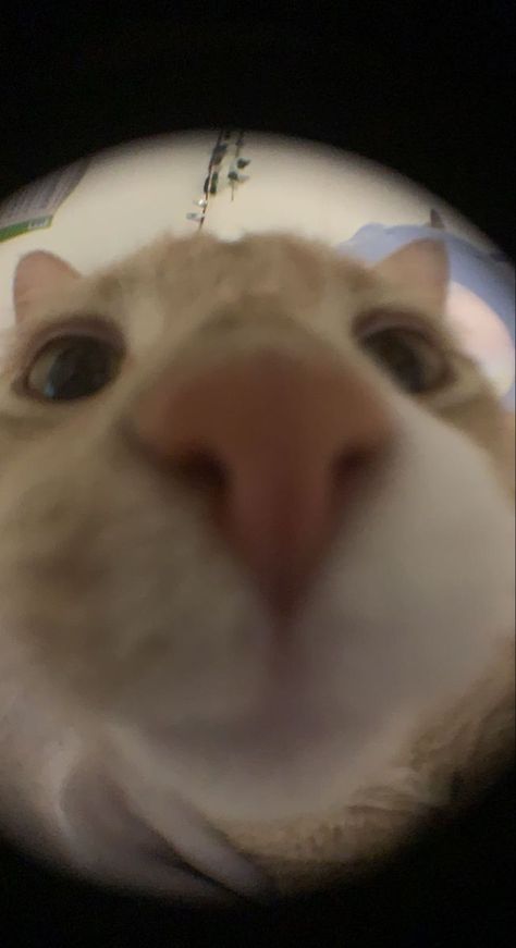 Cat Fisheye Lens Pfp, Anime Pfp Fisheye, Fish Eye Cat Pfp, Funny Cat Pictures Aesthetic, Fish Eye Cat Pics, Cat Fish Eye Lens, Fish Eye Pfp Aesthetic, Cat Fisheye Lens, Eye Fish Pfp