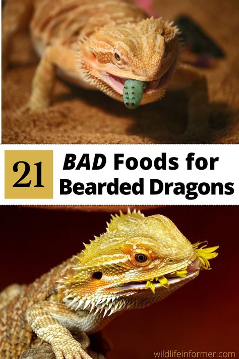 There are many foods that may seem perfectly harmless..like onions or spinach, but are actually unhealthy (or worse) for your bearded dragon. We help you navigate what foods to avoid with our list of 21 foods that are bad for bearded dragons #beardeddragon #exoticpets #beardeddragonfood Caring For Bearded Dragon, Bearded Dragon Weight Chart, Bearded Dragon Greens List, Diy Bearded Dragon Enclosure Ideas, Bearded Dragon Terrarium Ideas Tanks, Cute Bearded Dragon Tank, Bearded Dragon Tank Ideas, Bearded Dragon Birthday, Bearded Dragon Feeding