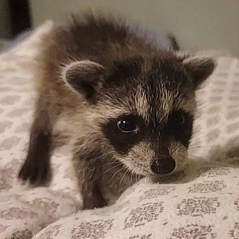 Pet Raccoon, Baby Raccoon, Cute Raccoon, Raccoon Funny, Pet Bunny, Silly Cats Pictures, Silly Animals, Animal Sketches, Racoon